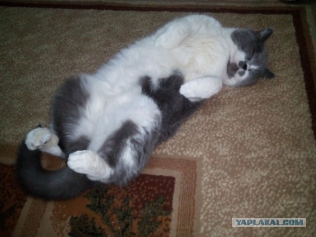 Котооо-о-о-вторник