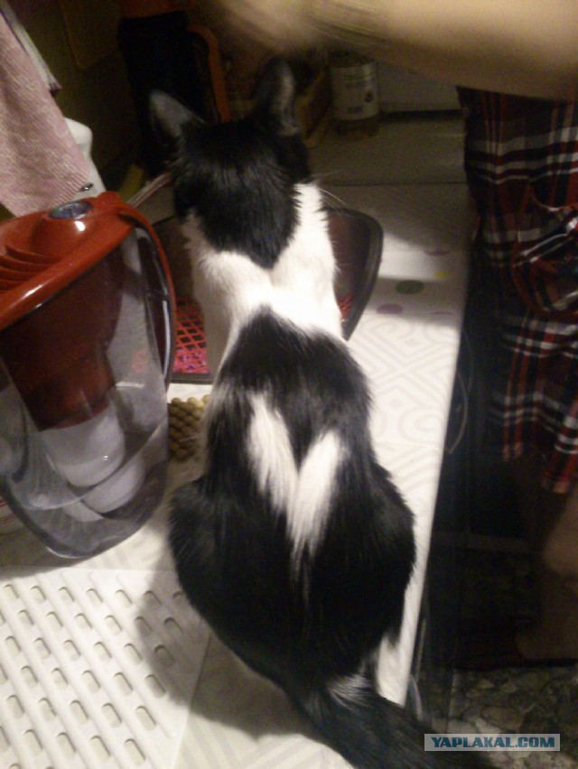 Котовторник 02.02.2016
