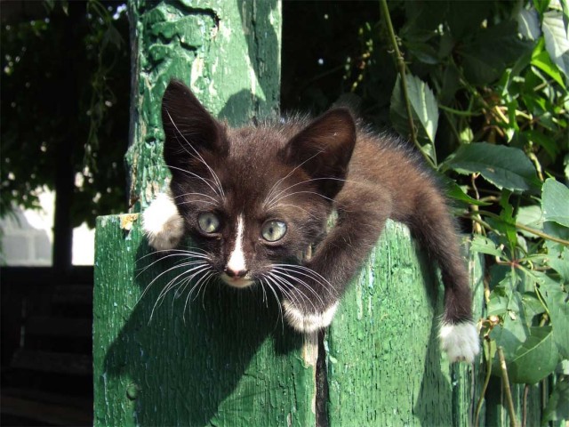 Кошачий позитив от КПМ (32 фото)!