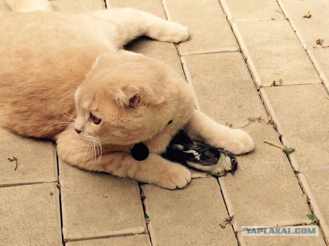 Котовторник 26.07 2016
