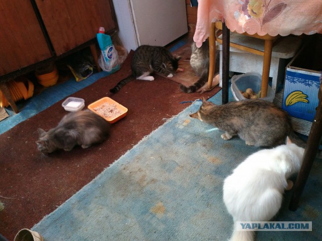 Котовторник 30.08.2016