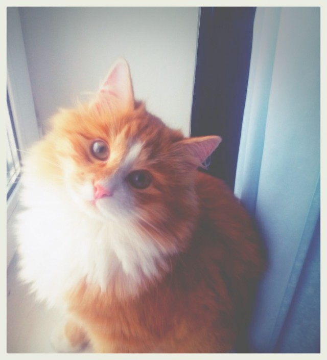 Коты из сети