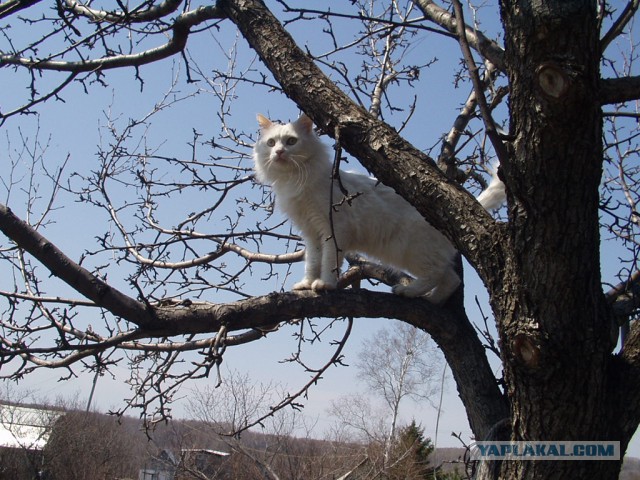 Котовторник  14.02.2017