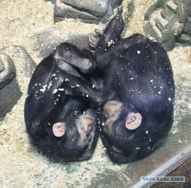 Картинки. Интересные, старые и не очень