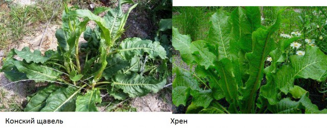 Картинки в черных рамках с подписями