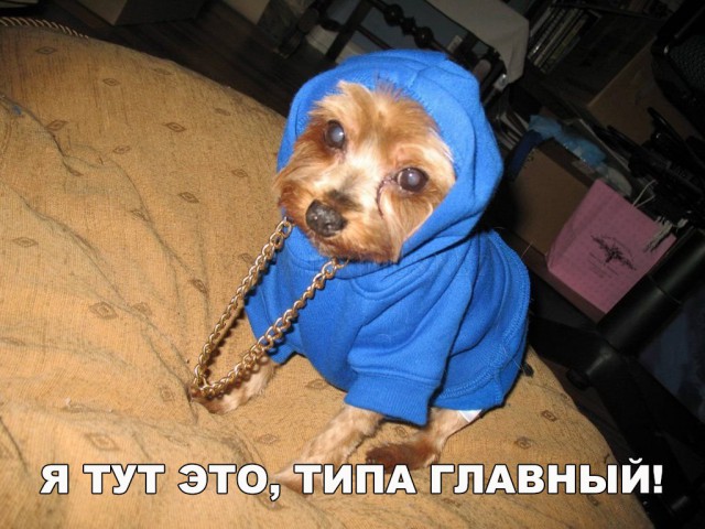 Подборка забавных животных