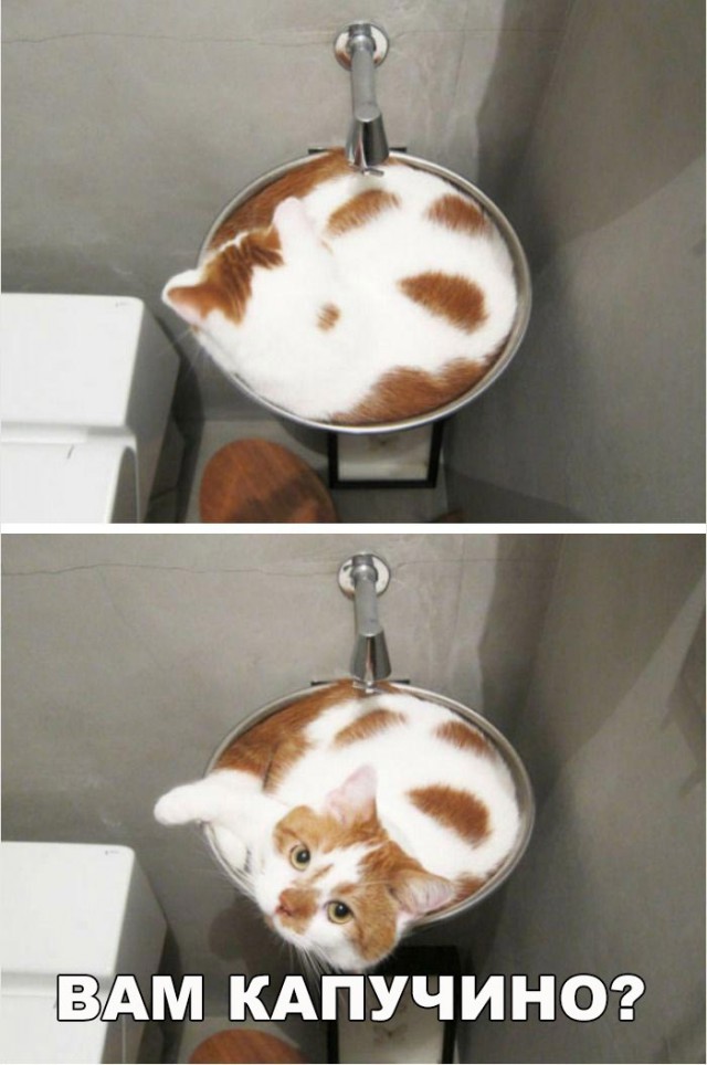 Неадекватные коты