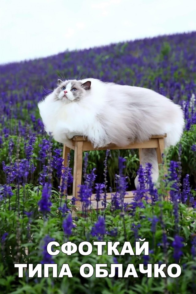 Немного милоты