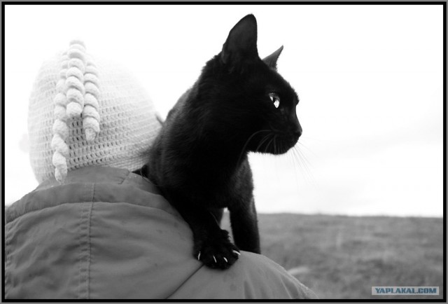 Котовторник (13.01)