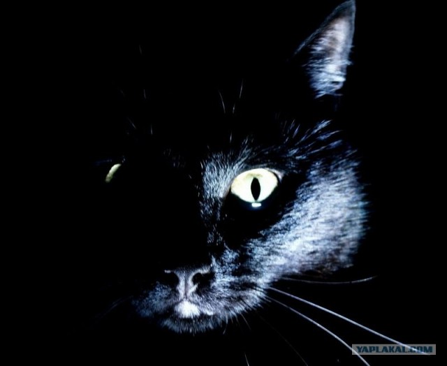 Котовторник ужасов (36 фот)