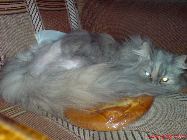 Ура, котовторник!
