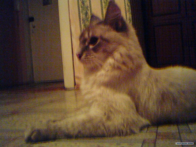 Котовторник на 1-е июня