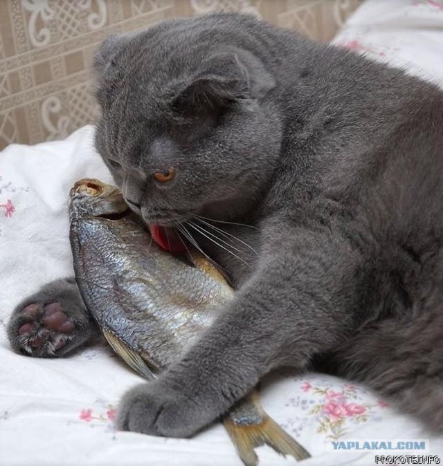 КотоОхота