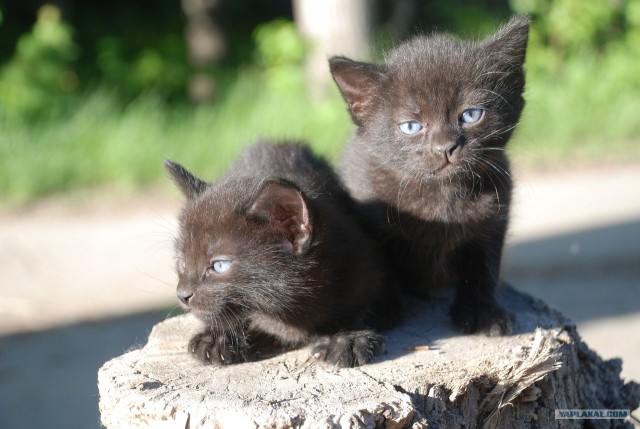 Котовторник!
