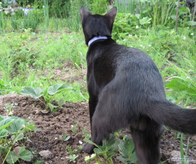 Котовторник, для любителей кошек