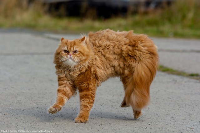 Фотограф заснял историю кота, который неудачно поохотился, но по-прежнему уверен в своём великолепии