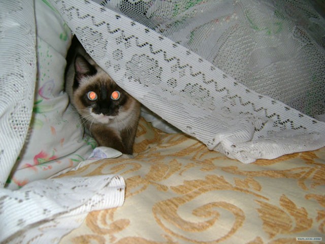 Котовторник! 08.11.11