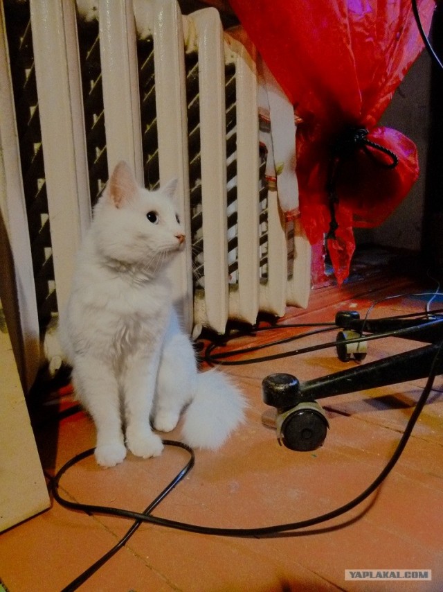 Котовторник (10.01.2012)