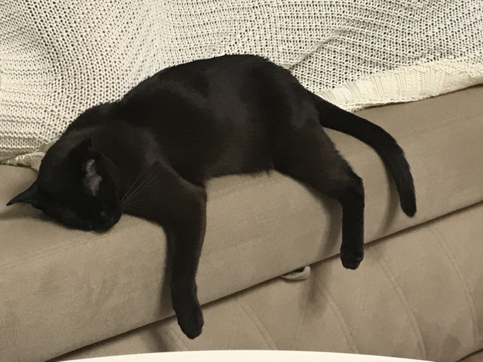 Котовторник 18.12.2018
