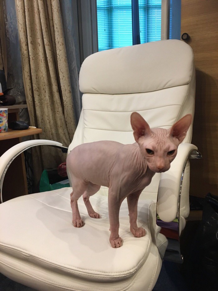 К котовторнику. Почему дома нужен котик
