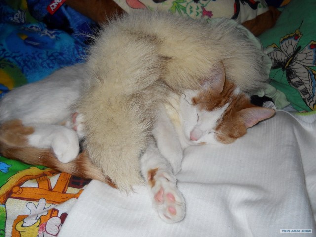 Котовторник 17.04.2012