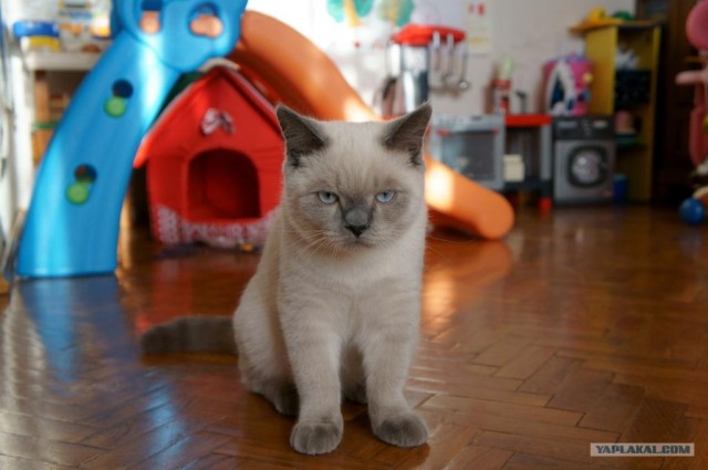 Котовторник 1 мая 2012