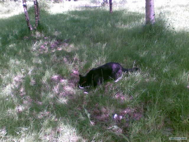 Котовторник на 26.06.12