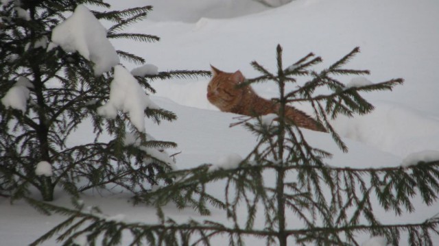Кот впервые увидел снег