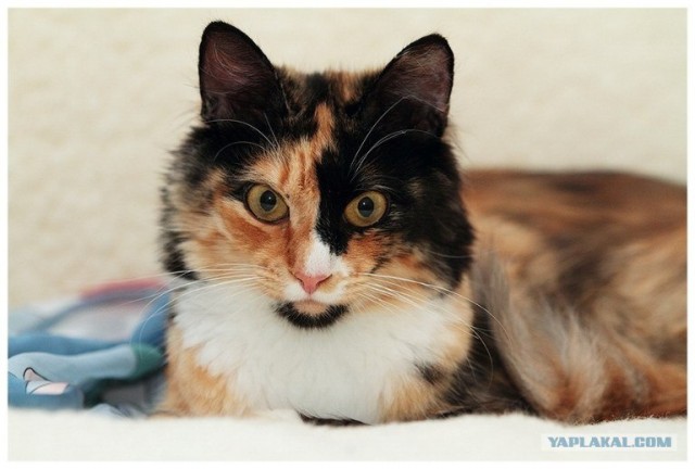 Котовторник 24.07.2012