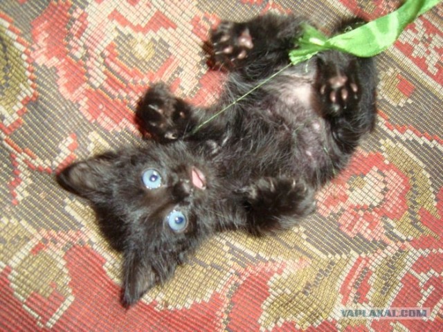 Котовторник  16.10.12