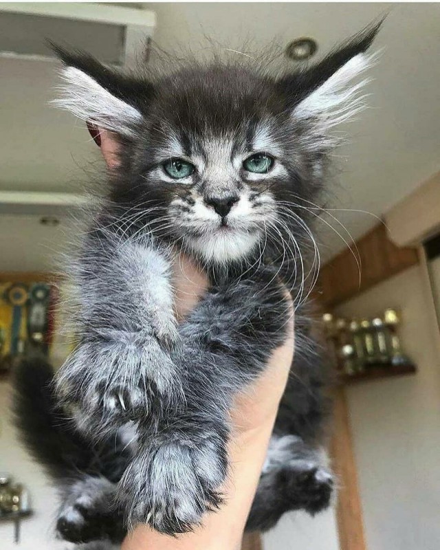 Прикольных котов пост