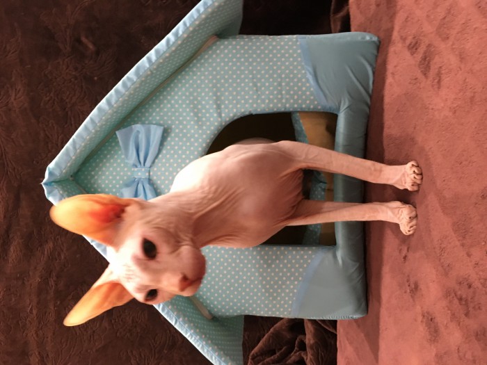 С Днём кошки!