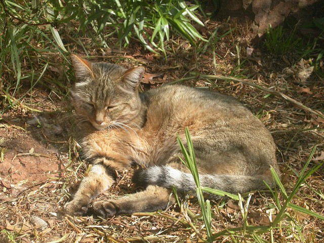 Дикий котовторник
