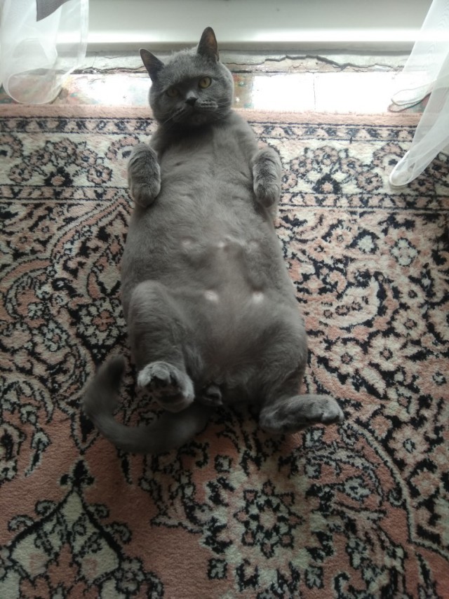 Забавные фото котеек