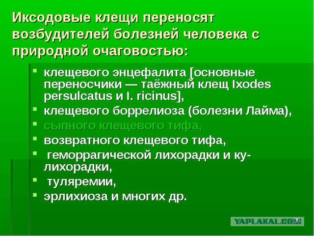 Укус клеща: от "хорошей" смерти к "плохому" параличу