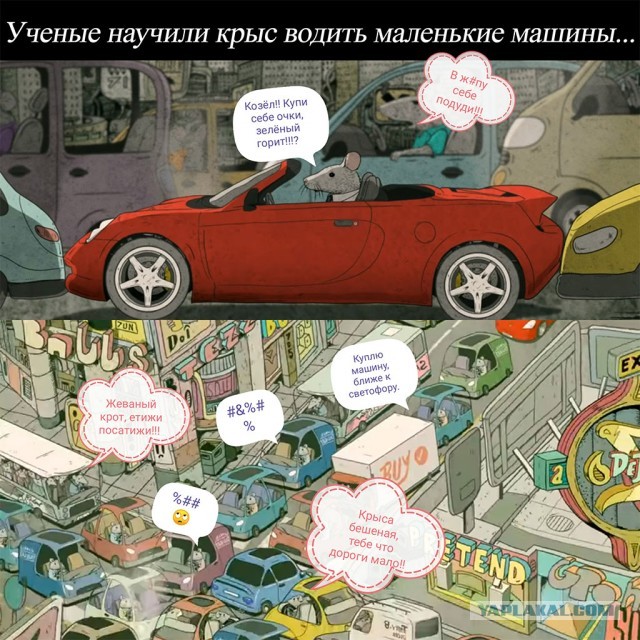 Учёные научили крыс водить маленькие машины