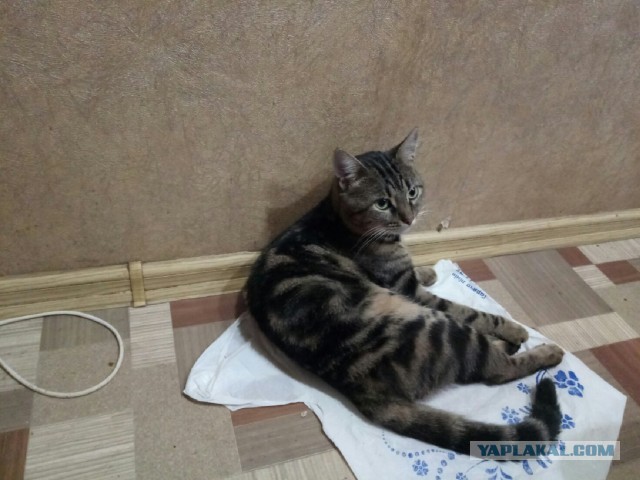 Приютите котика на пару месяцев, пожалуйста!