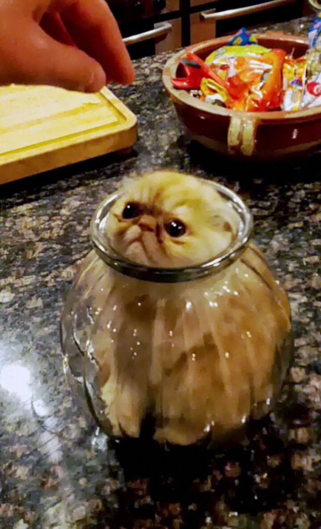 Котовторник. Тара - наше всё!