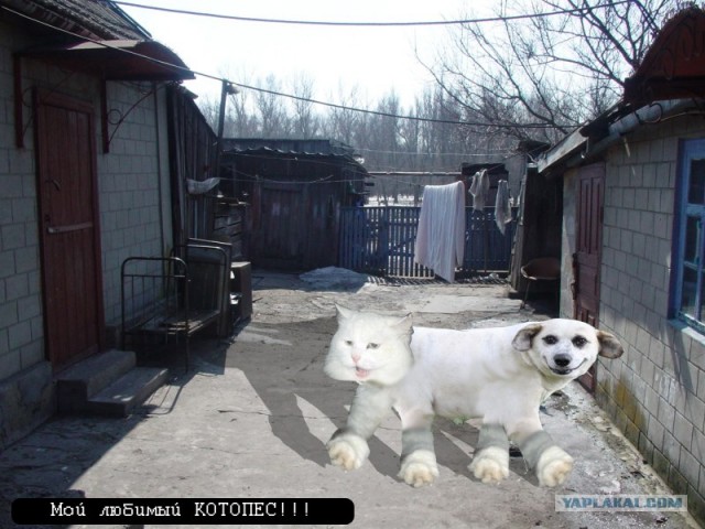 Фотожаба: Собака-улыбака