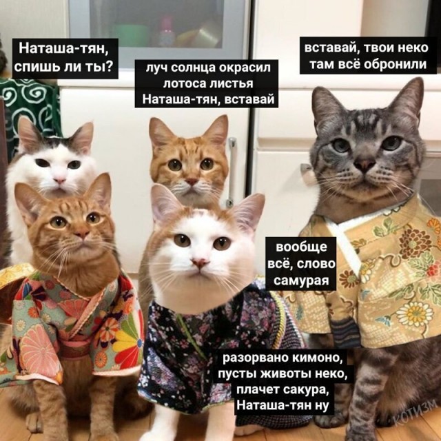 Мемы про Наташу