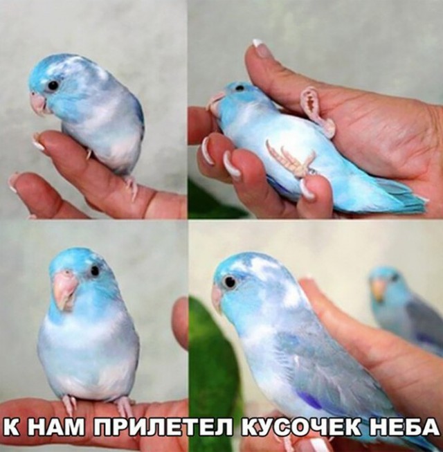 Картинки и мемы для настроения