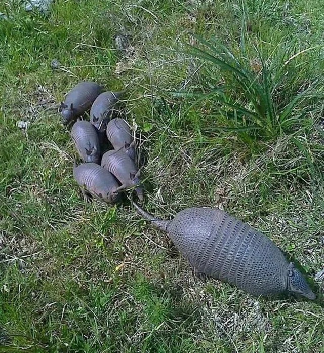 Калейдоскоп картинок