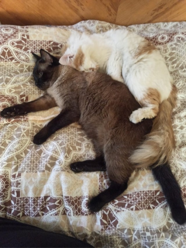 Котовторник. Поговорим о кличках, друзья