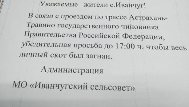 Астраханцев попросили убрать скот с маршрута проезда важного чиновника из Москвы