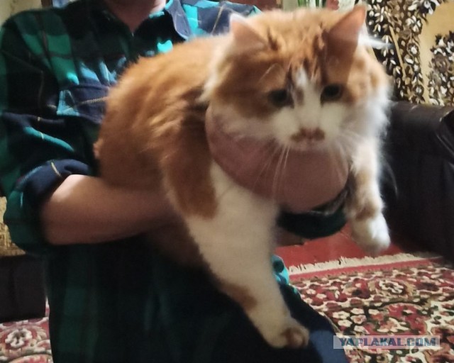 Самый маленький кот в мире