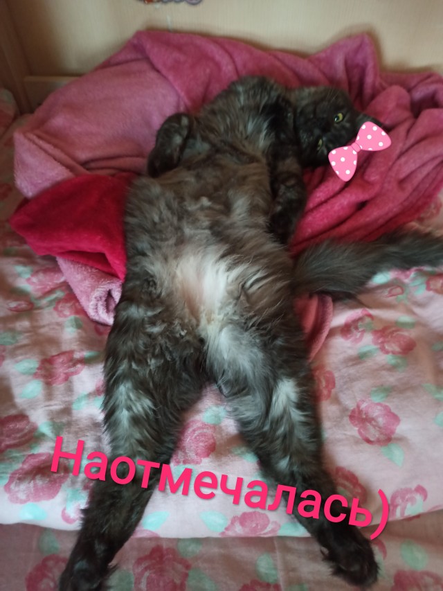 Котовторник