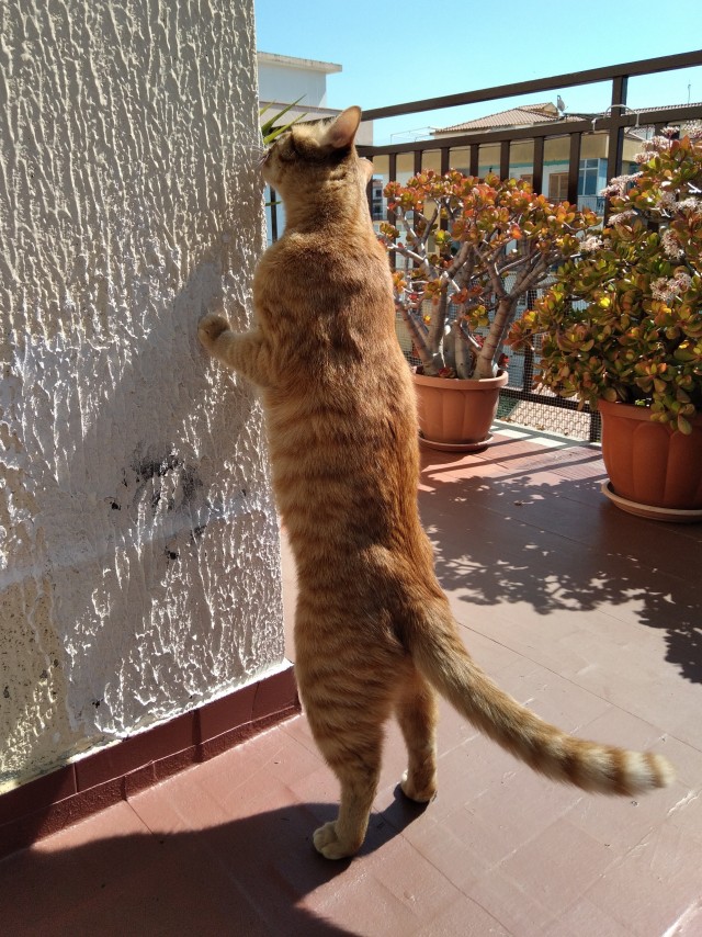 Ну, поехали в котоввторник!