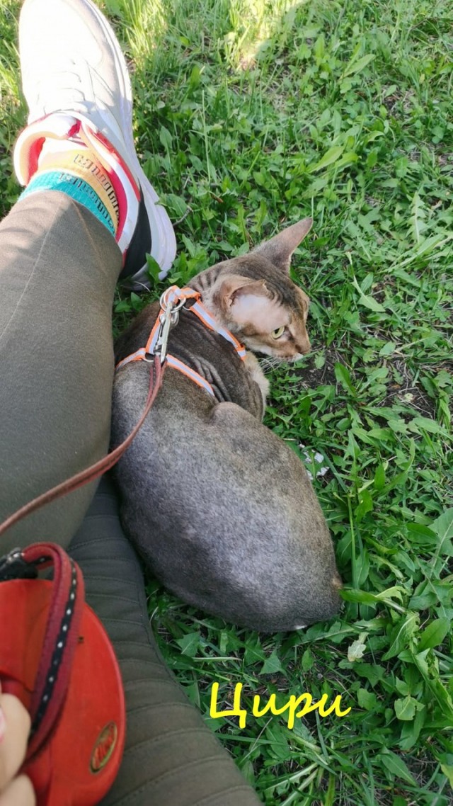 Жизнь домашнего приюта "Котоленд" 333