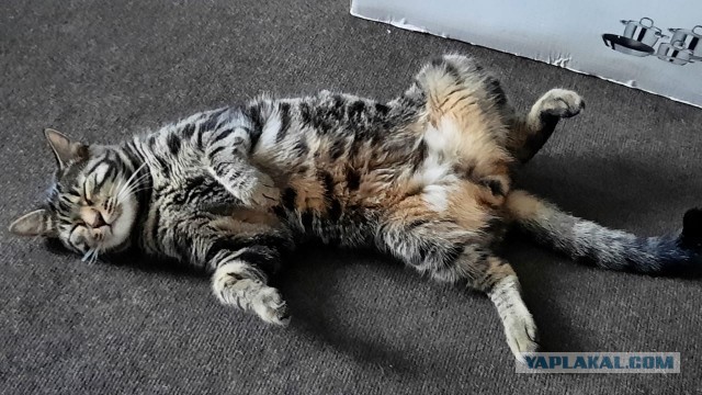 Котовторник 07.06.2022