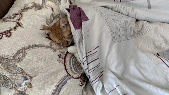 А как спит ваш кошачий?